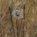 Square
