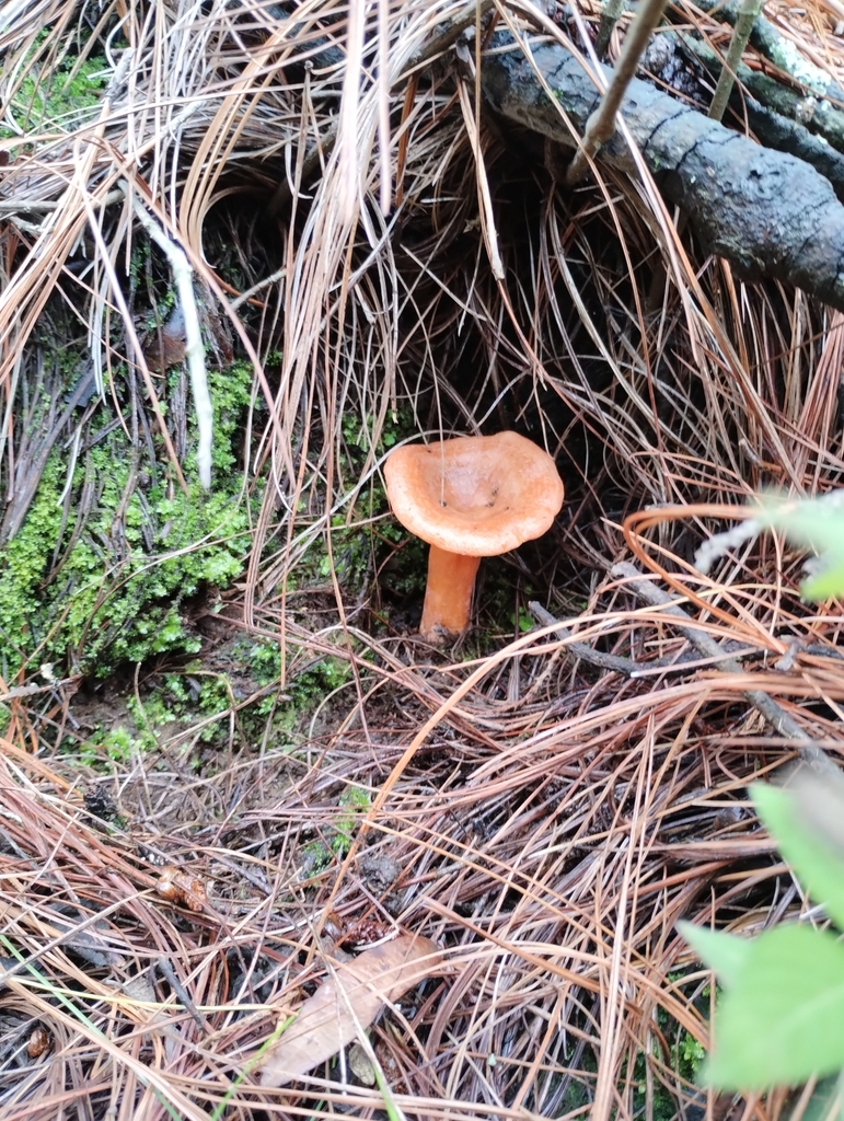 Mushrooms Bracket Fungi Puffballs And Allies From 61525 Macho De