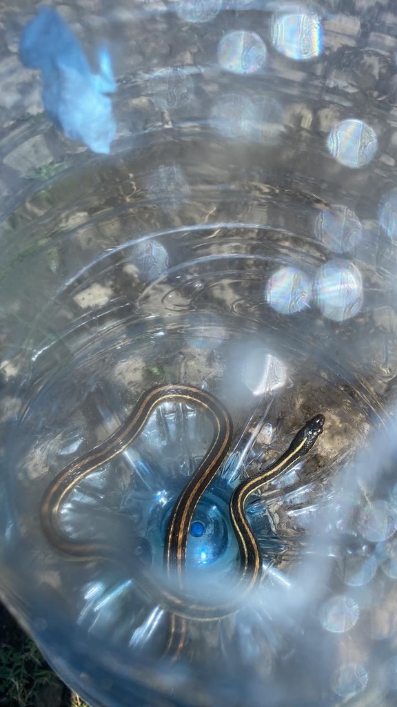 Western Ribbon Snake From Venustiano Carranza Xico Ver Mx On