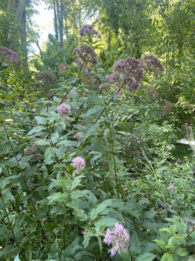 Coastal Plain Joe Pye Weed From Ridley Creek State Park Media Pa Us