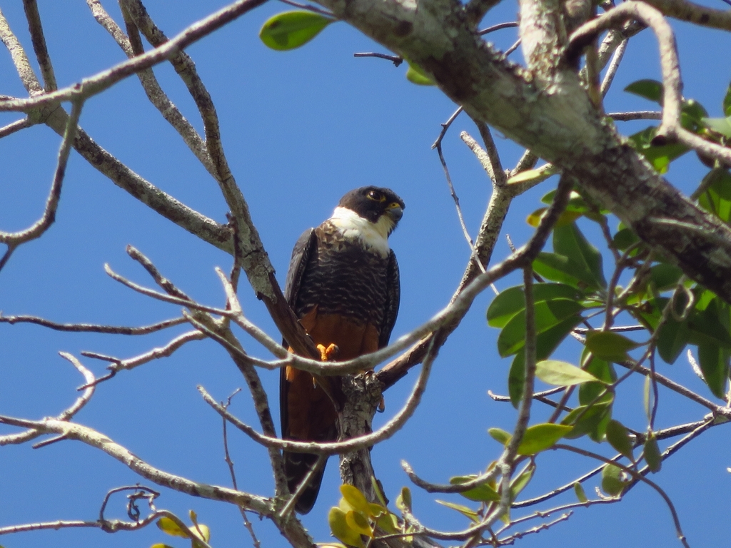 Halc N Murcielaguero Desde Calakmul Camp M Xico El De Febrero De