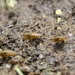 Square