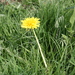 Square