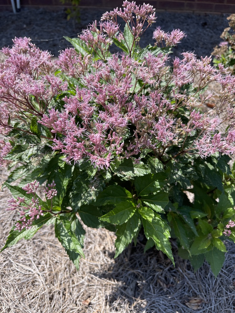 Coastal Plain Joe Pye Weed From Casey Ln Florence AL US On September