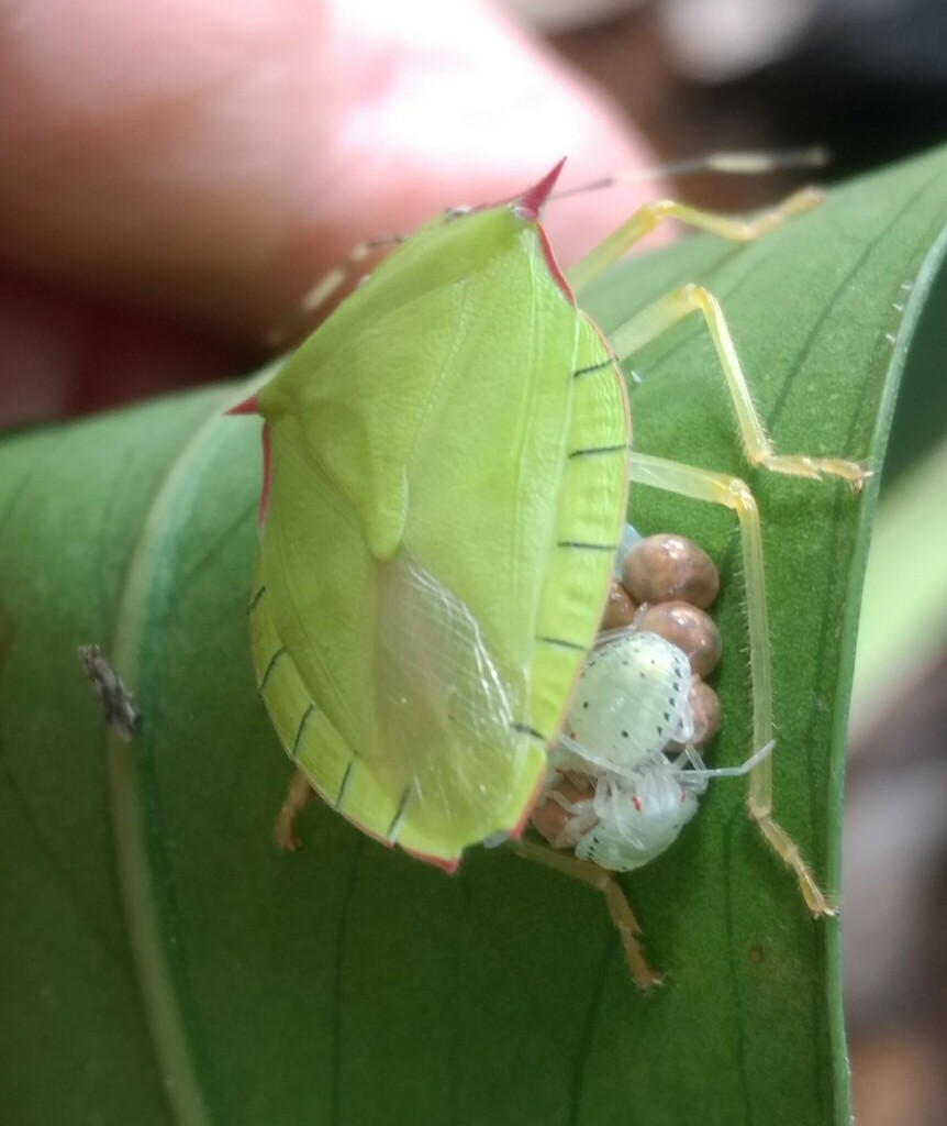 Chlorocoris Distinctus From Cabecera Municipal San Andres Huayapam San