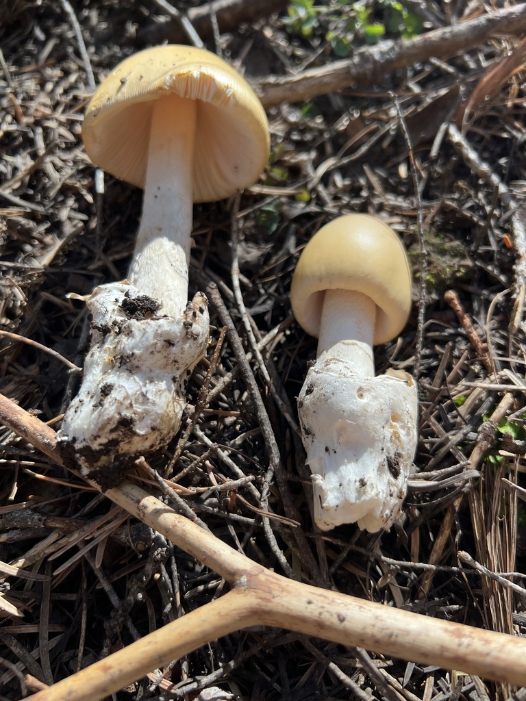 Amanita Sect Vaginatae From Coronado National Forest Tucson Az Us