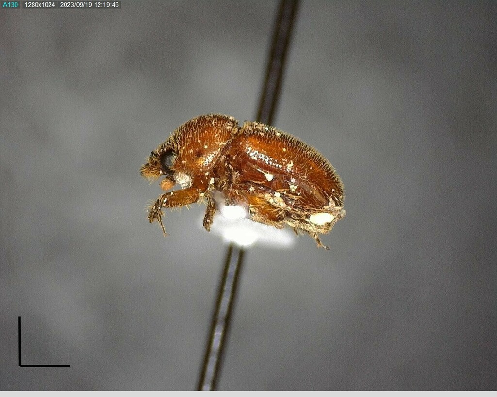 Sand Loving Scarab Beetles From Kimble County TX USA On June 27 2023