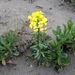 Humboldt Bay Wallflower - Photo (c) sharondulava, all rights reserved, uploaded by sharondulava