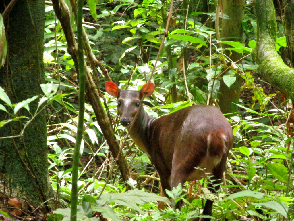 Central American Red Brocket From Barro Colorado Island Panama On July