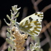 Mariposa Blanca con Parches Dorados - Photo (c) Jay Keller, todos los derechos reservados, uploaded by Jay L. Keller