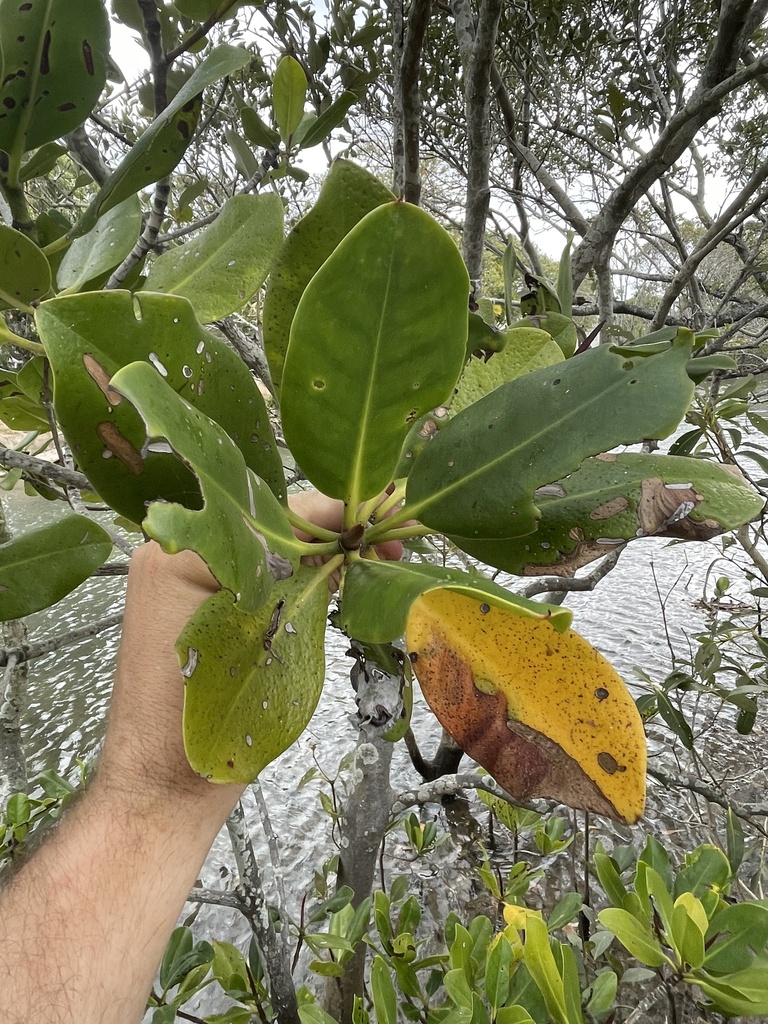 Spotted Mangrove From Moreton Bay Marine Park Banksia Beach Qld Au