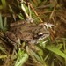 Strecker's Chorus Frog - Photo (c) Toby Hibbitts, all rights reserved, uploaded by Toby Hibbitts