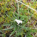 Lomatium gormanii - Photo (c) chalcenterous, todos os direitos reservados, uploaded by chalcenterous