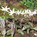 Giant White Fawn Lily - Photo (c) chalcenterous, all rights reserved, uploaded by chalcenterous
