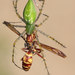Aranha-Lince-Verde - Photo (c) Eric Isley, todos os direitos reservados