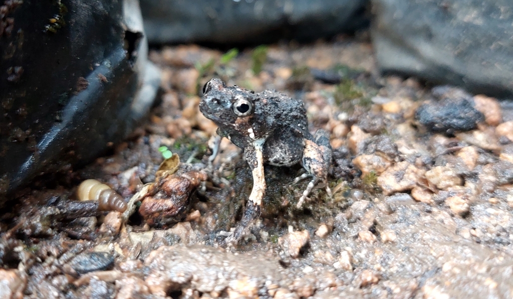 T Ngara Frog From Eap El Zamorano Valle Del Yeguare San Antonio De