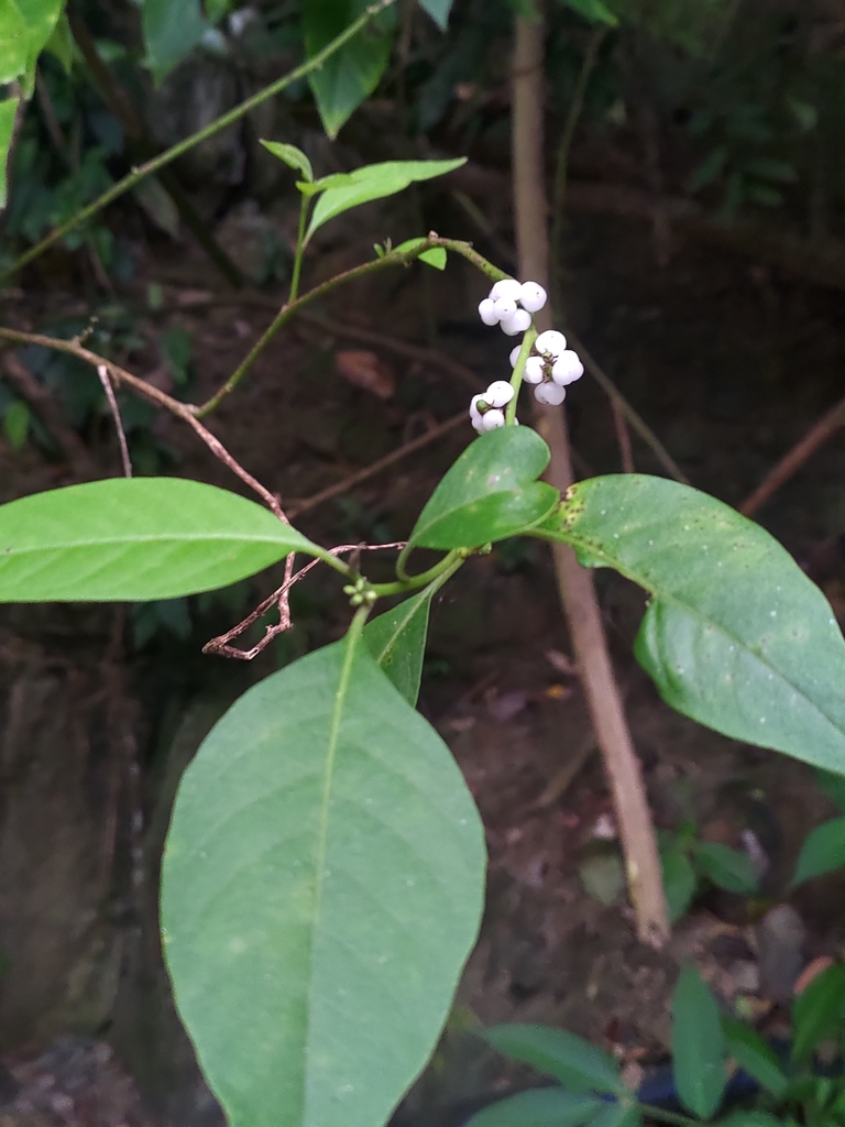 Deeringia Polysperma From Nantou TW TA TW On September 28 2023 At 05