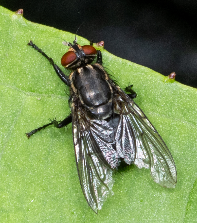 Flesh Flies And Satellite Flies From Alajuela Province Alajuela Costa