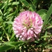 Square