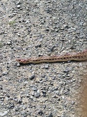 Small