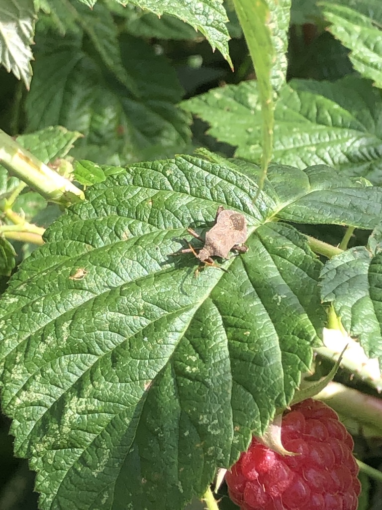 Dock Bug From Rue Grand Chemin Calonne Sur La Lys Hauts De France FR