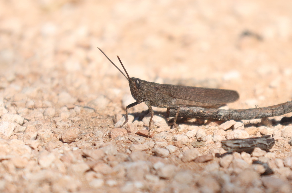 Mimetic Gumleaf Grasshopper From Hattah Vic Australia On February