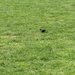 Square