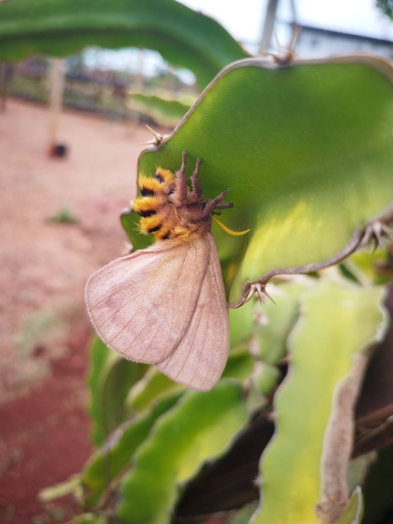 Butterflies And Moths From Rodovia Go Km Zona Rural Barro Alto