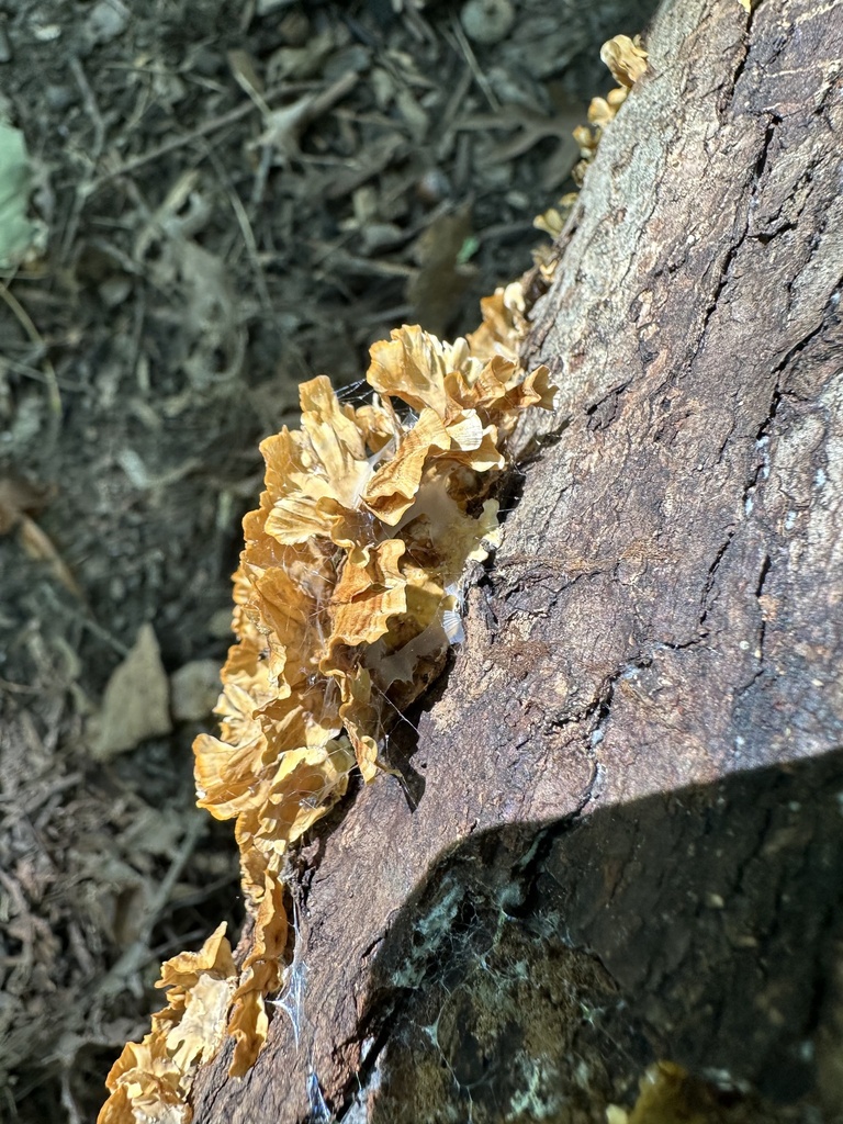 Crowded Parchment From The Morton Arboretum Downers Grove IL US On