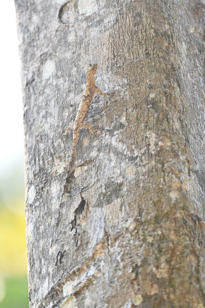 Orange Winged Flying Lizard From Huai Mae Priang Kaeng Krachan