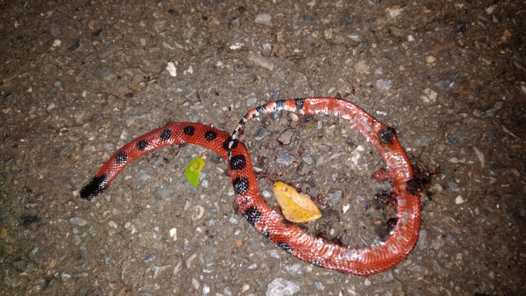 Tobago False Coral Snake From Tobago Trinidad And Tobago On October 3