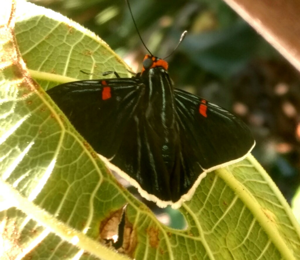 Guava Skipper From Cabecera Municipal San Andres Huayapam San Andr S