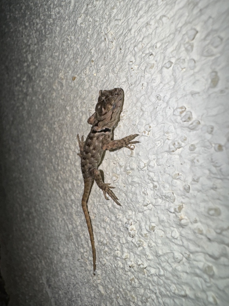 Desert Spiny Lizard From S Meyer Ave Tucson Az Us On October