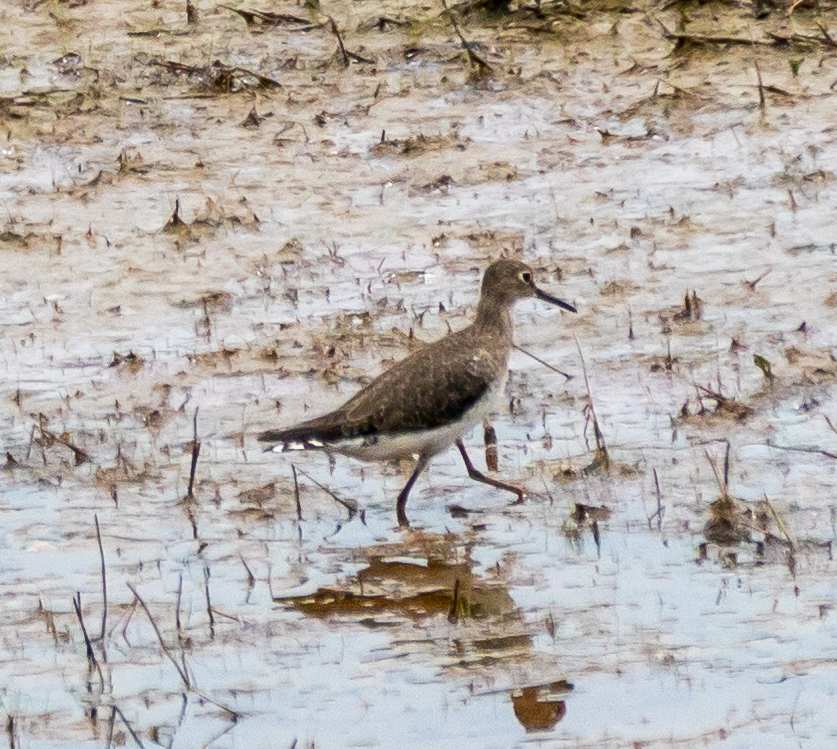 Solitary Sandpiper In October By Artur Luiz Inaturalist