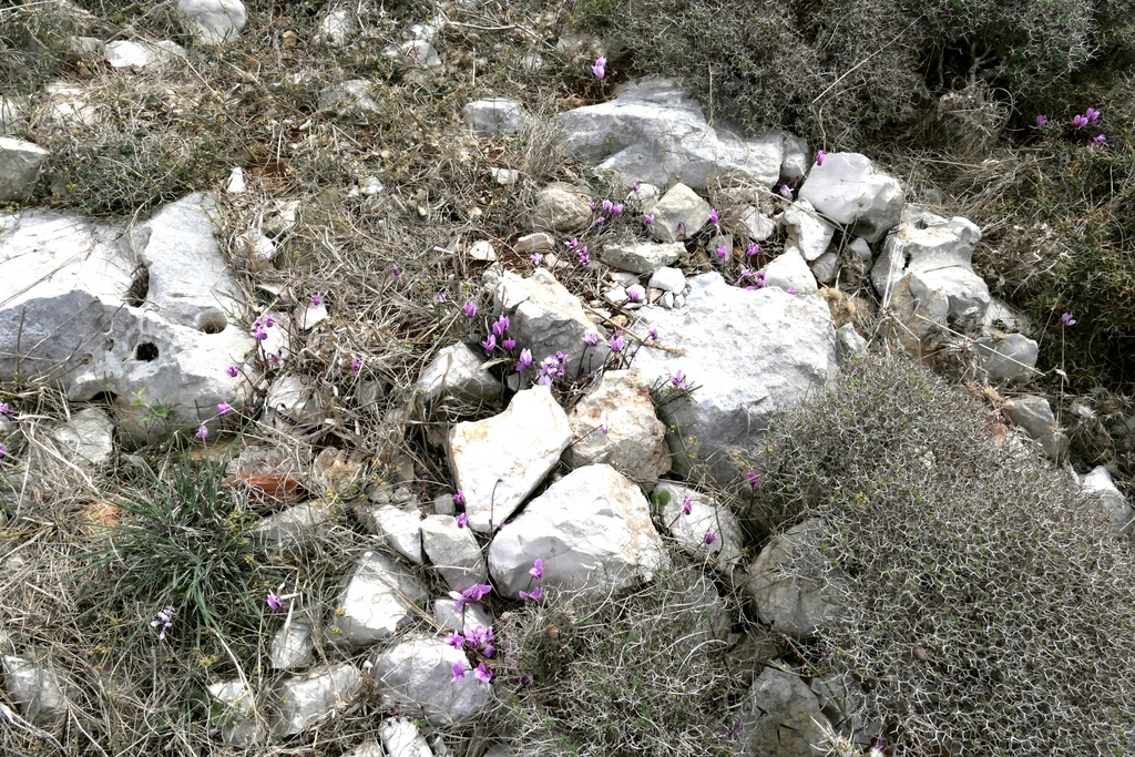 Cyclamen Graecum Graecum From Peloponnes Griechenland On September 26