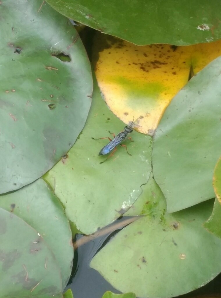 Thread Waisted Wasps From Cabecera Municipal San Andres Huayapam San