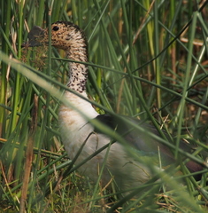 Sarkidiornis melanotos image