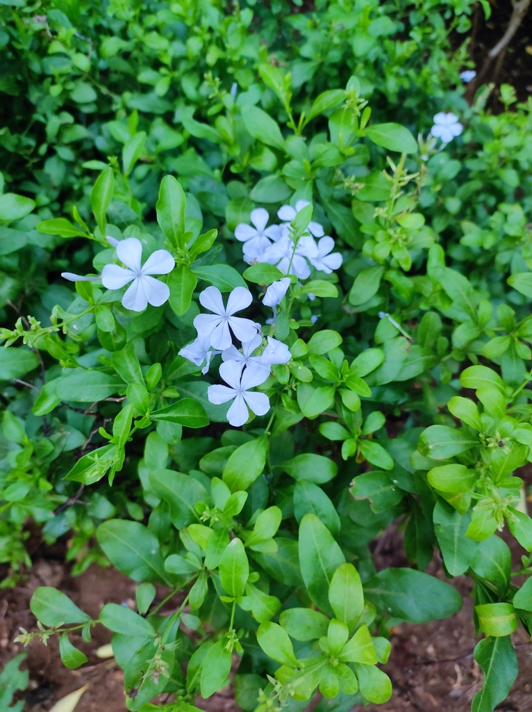 Blue Plumbago From Evershine Dream Park V G M Thakur Village