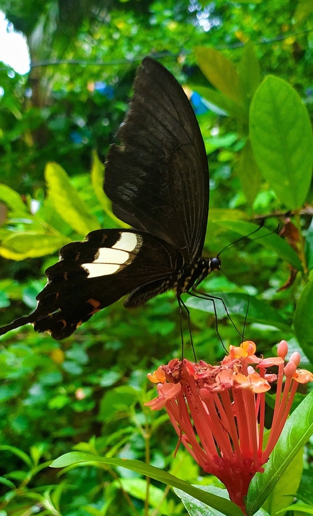 Large Spotted Helen From X9MX PQ8 Parassinikadavu Kerala 670563