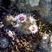 Mammillaria mercadensis - Photo (c) quirino, όλα τα δικαιώματα διατηρούνται, uploaded by quirino