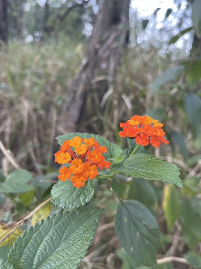 Common Lantana From Dinden AU QL ME AU QL AU On October 14 2023 At