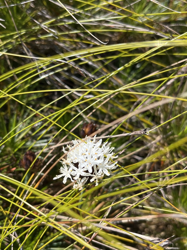 Flowering Plants From Dinden Cairns Barron Au Ql Au On October