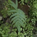 Lindheimer Shield Fern - Photo (c) Mikael Behrens, all rights reserved