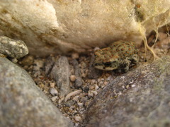 Small