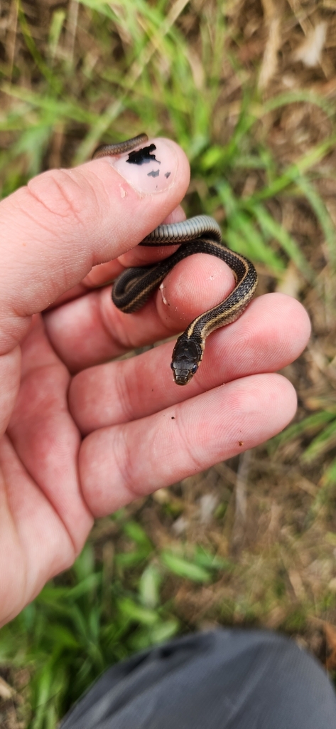 Coast Garter Snake From Trinidad Ca Usa On October At