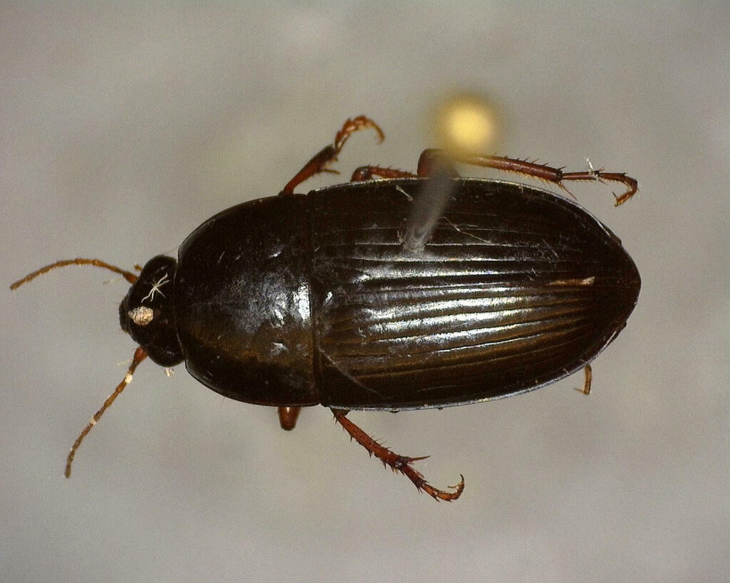 Sun Beetles From Kimble County TX USA On June 27 2023 At 09 53 AM By