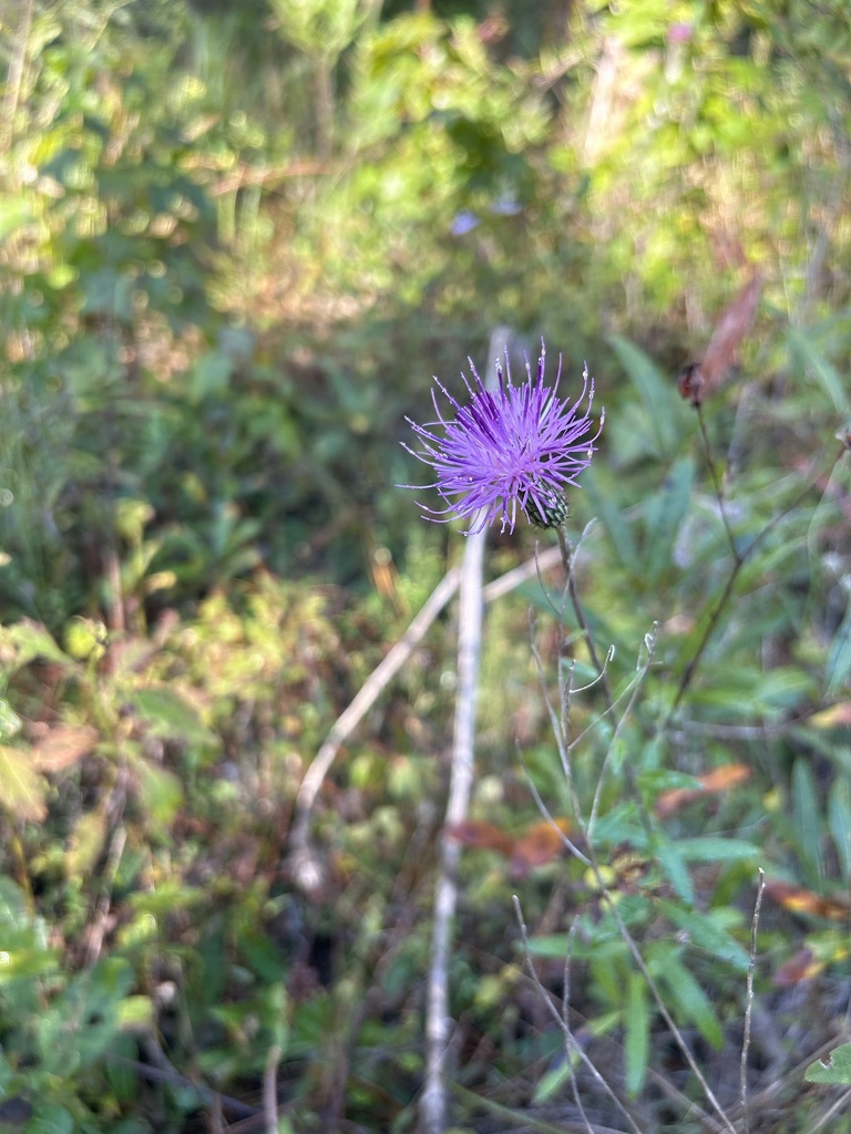 Virginia Thistle From Francis Marion National Forest Huger SC US On