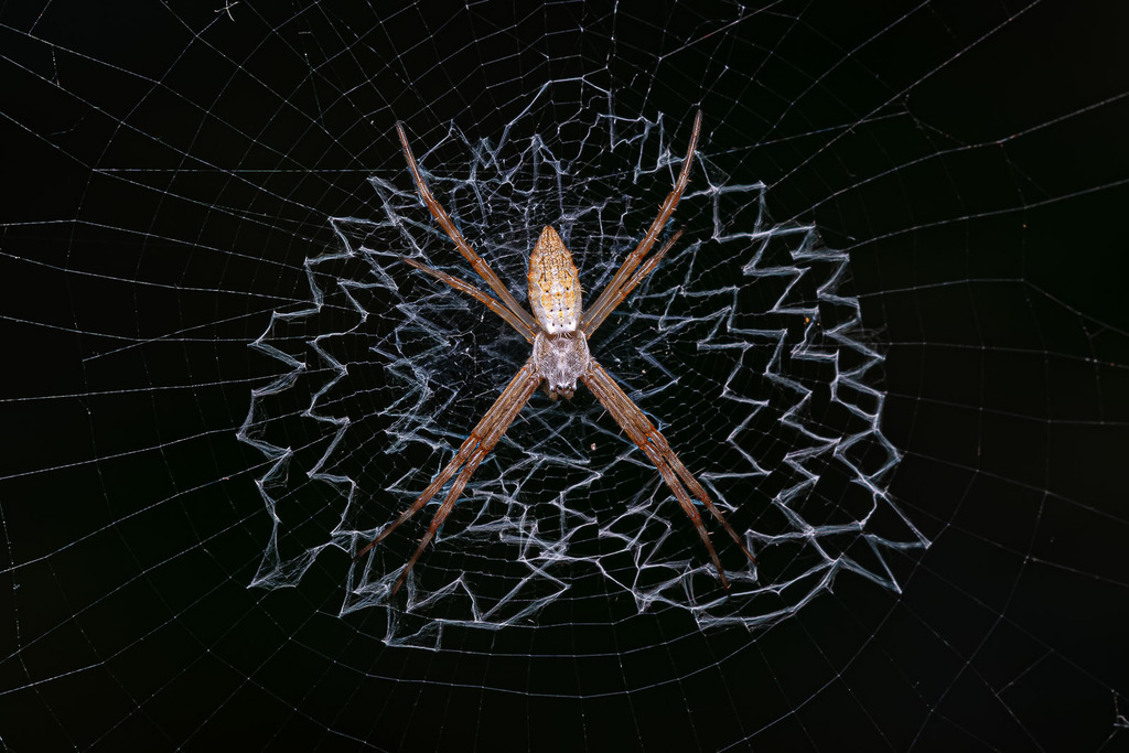 Garden Orbweavers from Salto Rio Aporé Cassilândia MS 79540 000