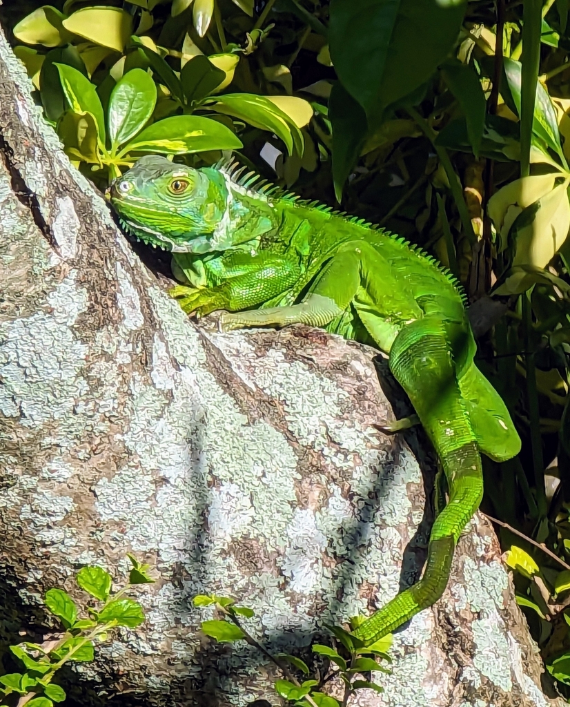 Green Iguana In October By Matt Gruen Inaturalist