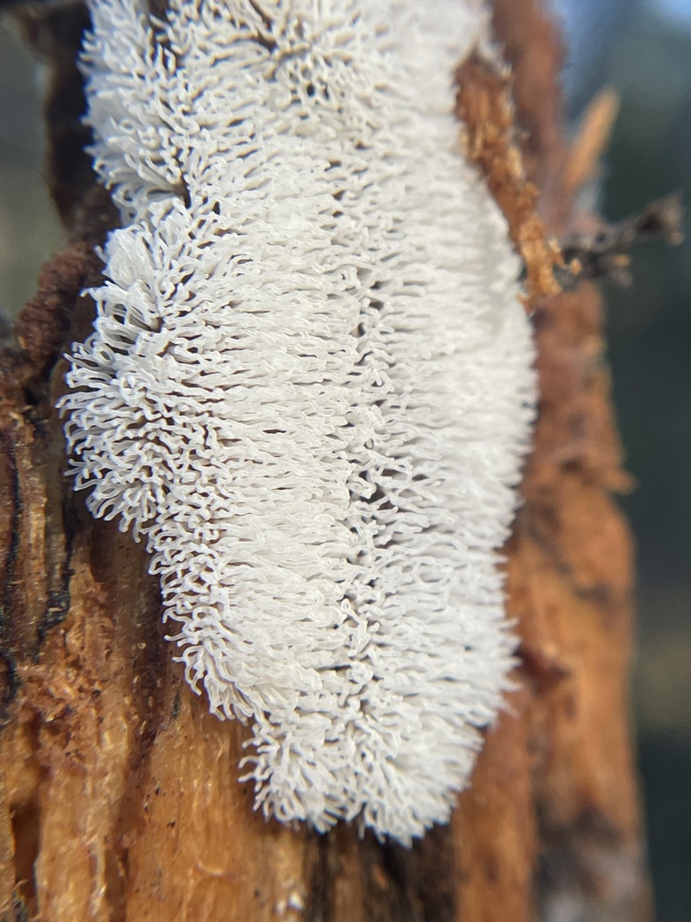 Honeycomb Coral Slime Mold From Chelan County US WA US On October 18